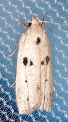 Scythropiodes issikii