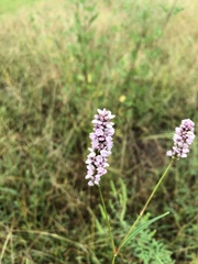 Persicaria pensylvanica