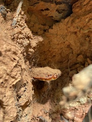 Inonotus hispidus