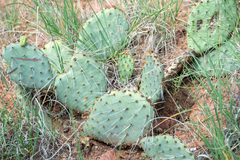Opuntia polyacantha