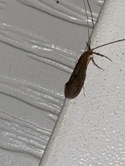 Oecetis