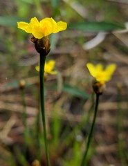 Xyris montana