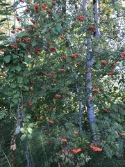 Sorbus aucuparia
