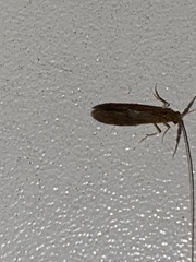 Oecetis