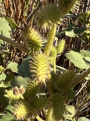 Xanthium