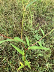 Persicaria pensylvanica