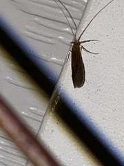 Oecetis