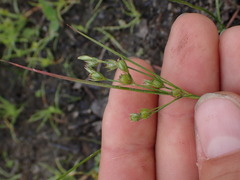 Juncus tenuis