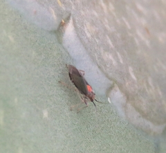 Agaveocoris