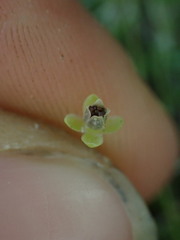 Sagina procumbens
