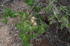 Cnidoscolus maculatus