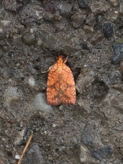 Agonopterix robiniella