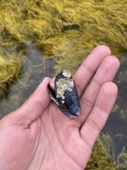 Semibalanus balanoides