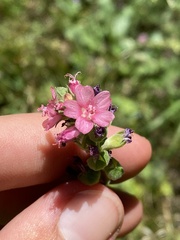 Sidalcea