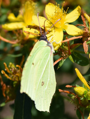 Gonepteryx