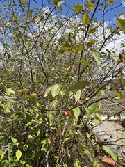Malus fusca