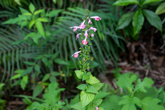Salvia coccinea