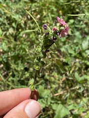 Sidalcea