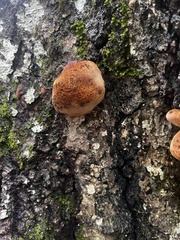Inonotus hispidus