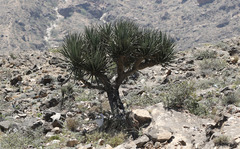 Dracaena serrulata