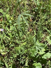 Sidalcea