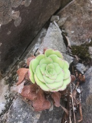 Aeonium glandulosum