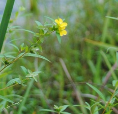 Ludwigia alternifolia