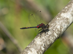 Leucorrhinia dubia