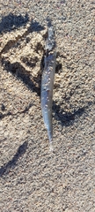 Actinopterygii