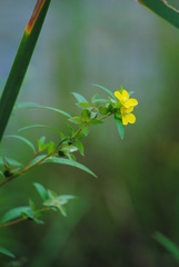 Ludwigia alternifolia