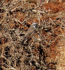 Amphispiza bilineata