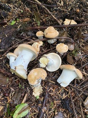 Hydnum washingtonianum