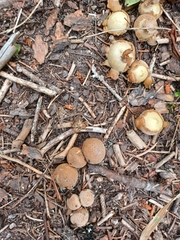 Lycoperdon marginatum