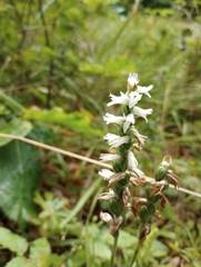 Spiranthes cernua