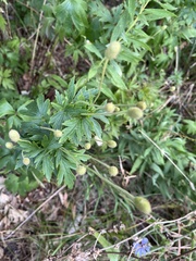 Anemone cylindrica