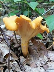 Cantharellus