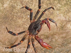 Perbrinckia scansor