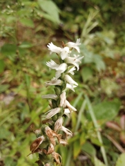 Spiranthes cernua