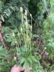 Anemone cylindrica