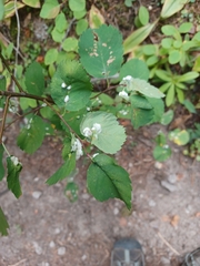 Blaesodiplosis