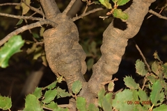 Plagiotrochus gallaeramulorum