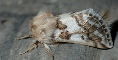 Thaumetopoea herculeana
