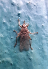 Hippoboscidae