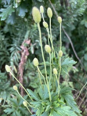 Anemone cylindrica