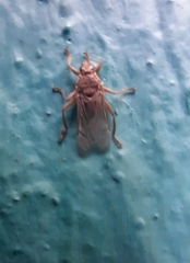 Hippoboscidae