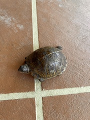 Terrapene carolina triunguis