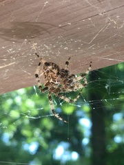 Araneus gemmoides