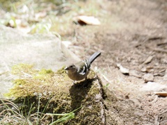 Fringilla coelebs maderensis