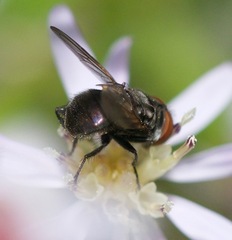 Phasia aldrichii