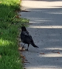 Corvus cornix × corone